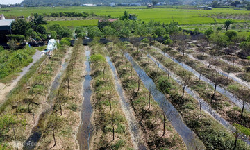 Thủ phủ đào phai ở Thanh Hóa chết khô sau mưa lũ