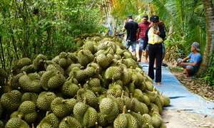 Fresh durian exports receive dedicated food safety regulations