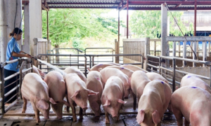 African swine fever decimates over 73,000 pigs in a month