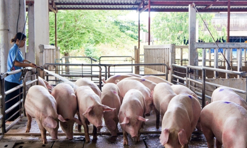 African swine fever decimates over 73,000 pigs in a month