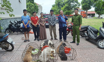 Trộm hơn 2 tấn chó trong ba tháng