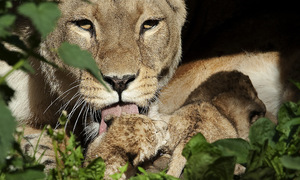Danish zoo requests pet donations as food for predators