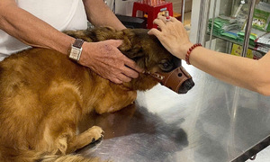 Pet bites cause sleepless nights