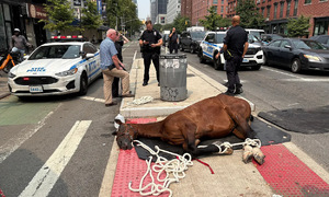 Carriage horse collapses and dies on New York City street