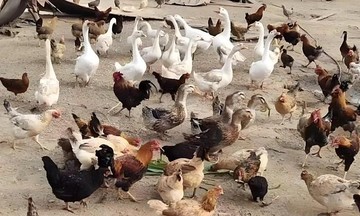 Tranh cãi ly hôn vì đòi chia đều 53 con gà, vịt