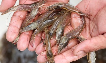 Bị Mỹ áp thuế, Indonesia muốn bán tôm sang Trung Quốc