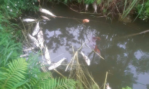 Pig farms fined over 1 billion VND for pollution