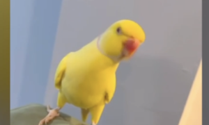 Drug ring busted thanks to a parrot's 'squealing'