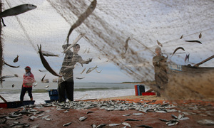 Quang Tri fishermen land a big herring haul