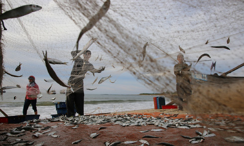 Quang Tri fishermen land a big herring haul