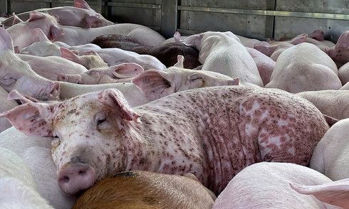 Woman caught selling diseased pigs in Gia Lai