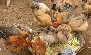 Dividing the flock: A poultry problem prevents divorce