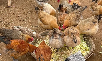 Không thể ly hôn vì 53 con gà, vịt
