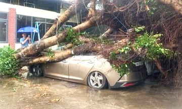 Cây xanh bật gốc đè ôtô sau mưa lớn ở Lâm Đồng