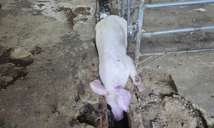 Over 4 tons of diseased pigs seized in Gia Lai