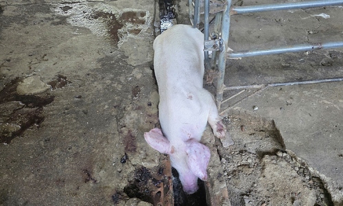 Over 4 tons of diseased pigs seized in Gia Lai