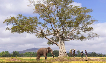 Vietravel đồng hành cùng Vietnam Vibes lan tỏa tình yêu nước