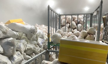 Tiêu hủy hơn 100 tấn heo sữa bốc mùi
