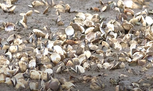 Mass clam die-off in Thanh Hoa