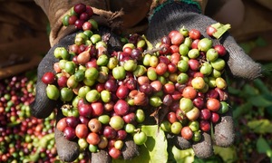 Coffee prices rebound strongly