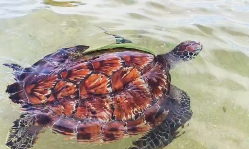 Rare sea turtle released back into the ocean at Hon Cau