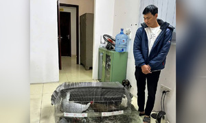 Nhiều luật sư muốn bào chữa miễn phí cho người 'bị phạt tù vì bán gà lôi trắng'