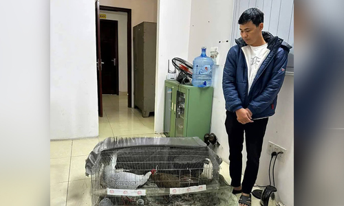 Nhiều luật sư muốn bào chữa miễn phí cho người 'bị phạt tù vì bán gà lôi trắng'