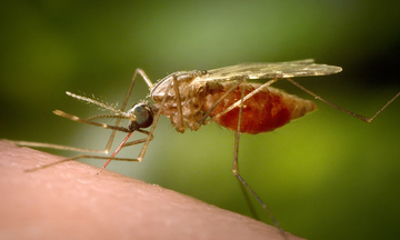 Tại sao virus Chikungunya lan diện rộng?