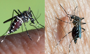Muỗi gây sốt xuất huyết và Chikungunya sinh ra từ đâu?
