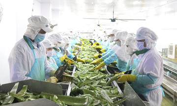 Một doanh nghiệp bán nha đam lãi gần 9 tỷ đồng mỗi tháng