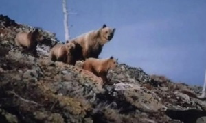 Haunting last photos of wildlife photographer killed by a bear