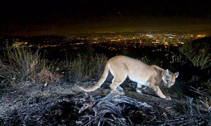 Mountain lion attacks girl in California backyard