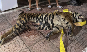 200kg tiger carcass found in hidden compartment on bus