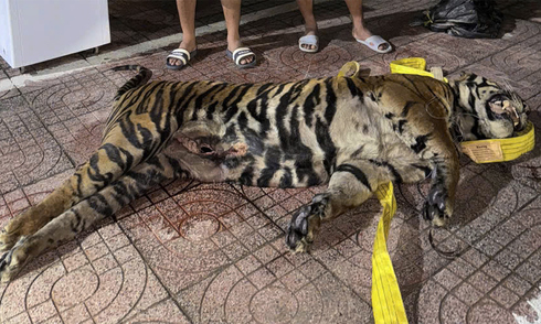 200kg tiger carcass found in hidden compartment on bus