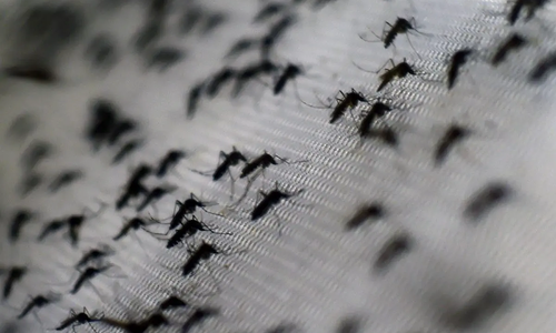 China releases 5 million mosquitoes weekly to combat Chikungunya outbreak
