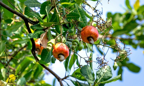 Cashew fruit transformed into vegan fish sauce, generating 700 million VND monthly