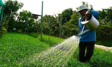 Những nông dân trồng rau quả không dùng phân thuốc hóa học