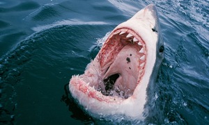 Witness recounts harrowing shark attack after 4 decades