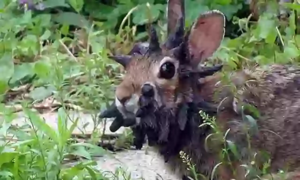 Horned rabbits appear in Colorado parks