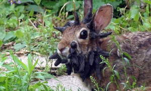 Horned rabbits: a viral mystery in Colorado