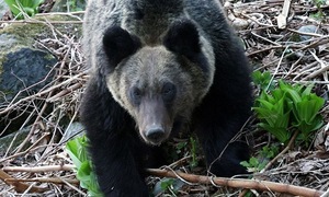 Bear attacks in Japan raise concerns