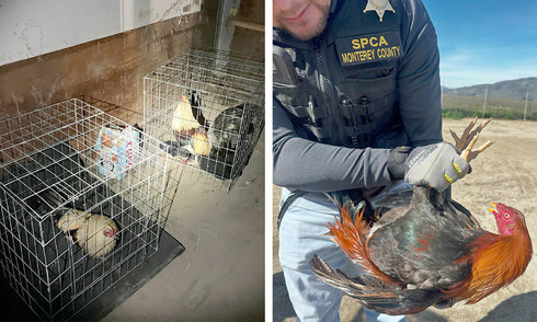 California crackdown on cockfighting leads to 3,500 roosters euthanized