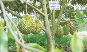 How will Vietnamese durian compete with China's successful cultivation?