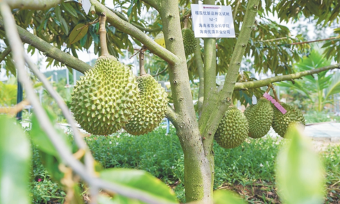 How will Vietnamese durian compete with China's successful cultivation?