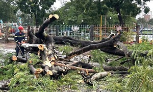 Fallen tree injures two in Ca Mau