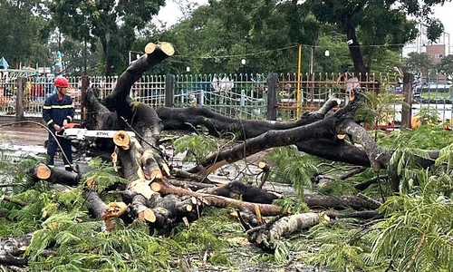 Fallen tree injures two in Ca Mau