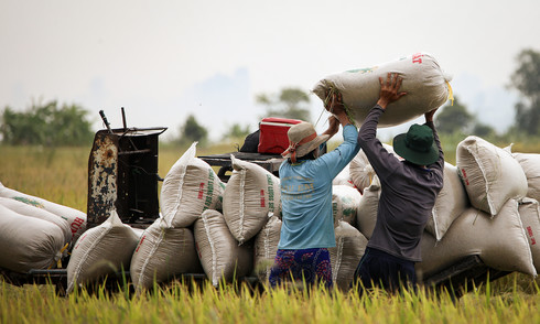 Rice prices under pressure as the Philippines halts imports