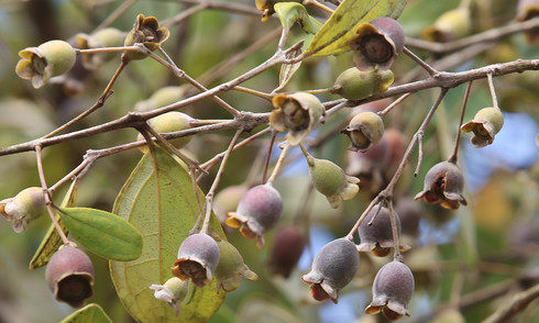 Cultivating wild rose myrtle berries for profit
