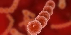 Hanoi confirms 8th case of streptococcus suis this year