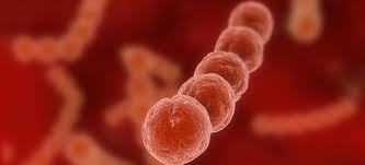 Hanoi confirms 8th case of streptococcus suis this year